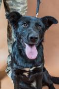 Cucciola di labrador/pastore belga in adozione