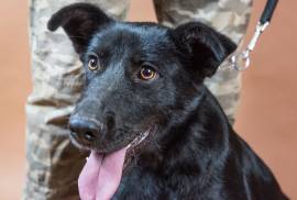 Cucciola di labrador/pastore belga in adozione