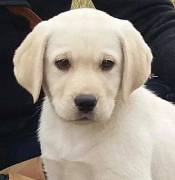 LABRADOR CUCCIOLI