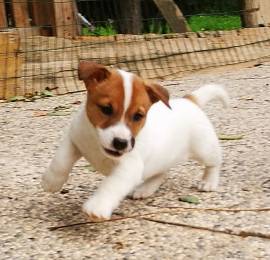 JACK RUSSELL CUCCIOLI