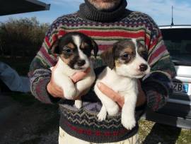 JACK RUSSELL CUCCIOLI