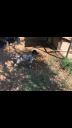 Setter Inglese femmina di 2 anni