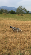 Setter Inglese femmina di 2 anni