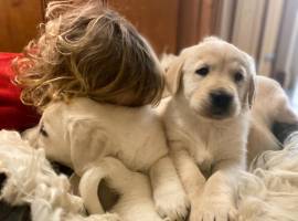 Vendo cuccioli di Golden Retriever