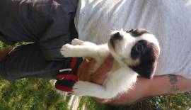 JACK RUSSELL TERRIER