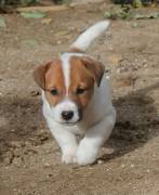 JACK RUSSELL TERRIER