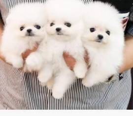 Cuccioli di Pomerania di razza pura