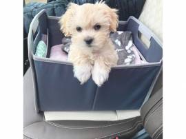 Dolci cuccioli di Maltipoo allevati in casa