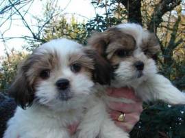 Bellissimi cuccioli di Shih Tzu