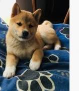 Cuccioli di Shiba Inu