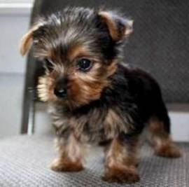 Buoni cuccioli di Yorkshire terrier