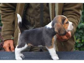 Cuccioli di Beagle socialmente addomesticati