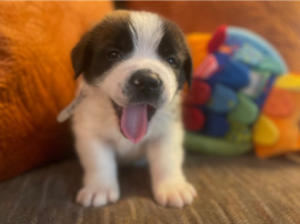 Cuccioli San Bernardo In Regalo