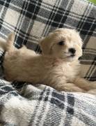 cuccioli di Maltese per adozione ( regalo )
