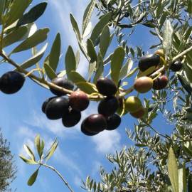 Olive eccellente qualità 100% Puglia 