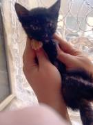Minou, gattina stupenda, cerca adozione