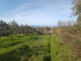 terreno in vendita località Montecalvoli ( PI )