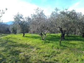 terreno in vendita località Montecalvoli ( PI )