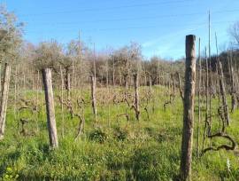 terreno in vendita località Montecalvoli ( PI )