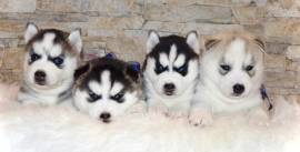 Bellissimi cucciolotti di siberian husky