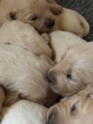 Cuccioli golden retriever nati il 07.10.23