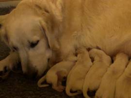 Cuccioli golden retriever nati il 07.10.23