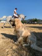 Cuccioli golden retriever nati il 07.10.23