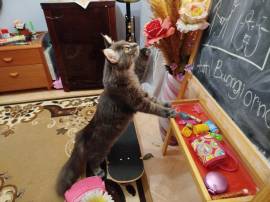 MAINE COON  XXL BLACK TABBY