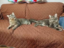 MAINE COON  XXL BLACK TABBY