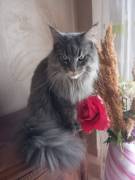 MAINE COON  XXL BLACK TABBY