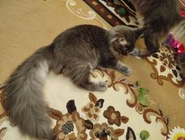 MAINE COON  XXL BLACK TABBY