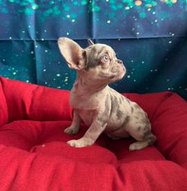 cucciola di Bouledogue Francese lilac merle femmina 