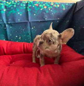 cucciola di Bouledogue Francese lilac merle femmina 