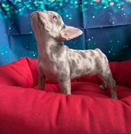 cucciola di Bouledogue Francese lilac merle femmina 