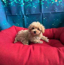 cucciola di Maltipoo albicocca femmina