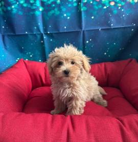 cucciola di Maltipoo albicocca femmina