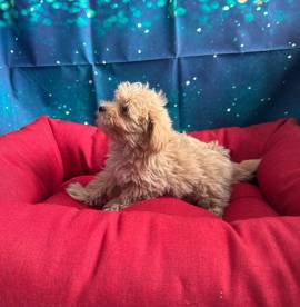 cucciola di Maltipoo albicocca femmina