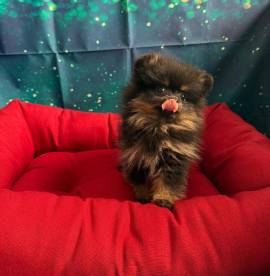 cucciola di Volpino di Pomerania nero focato femmina 