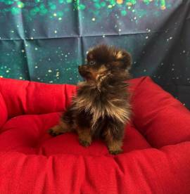 cucciola di Volpino di Pomerania nero focato femmina 
