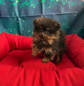 cucciola di Volpino di Pomerania nero focato femmina 