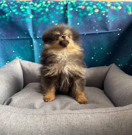 cucciolo di Volpino di pomerania nero focato maschio 