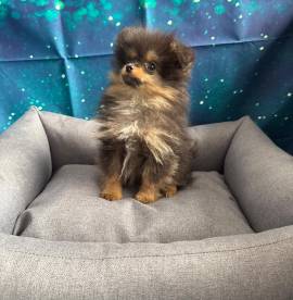 cucciolo di Volpino di pomerania nero focato maschio 