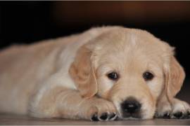 Disponibili a breve bellissimi cuccioli di golden retriever