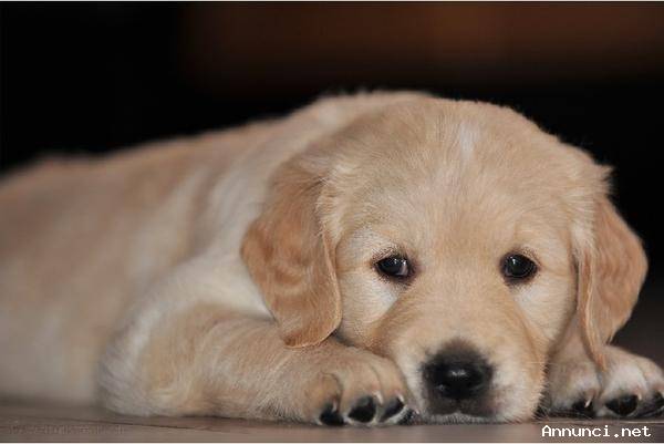 Disponibili a breve bellissimi cuccioli di golden retriever