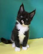 Disponibili cuccioli di gatto razza Maine Coon