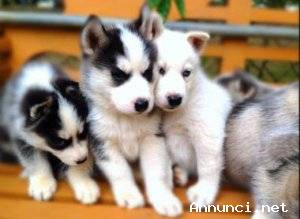 cuccioli di Siberian Husky