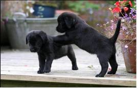 Eccezionali cuccioli di Labrador Retriever