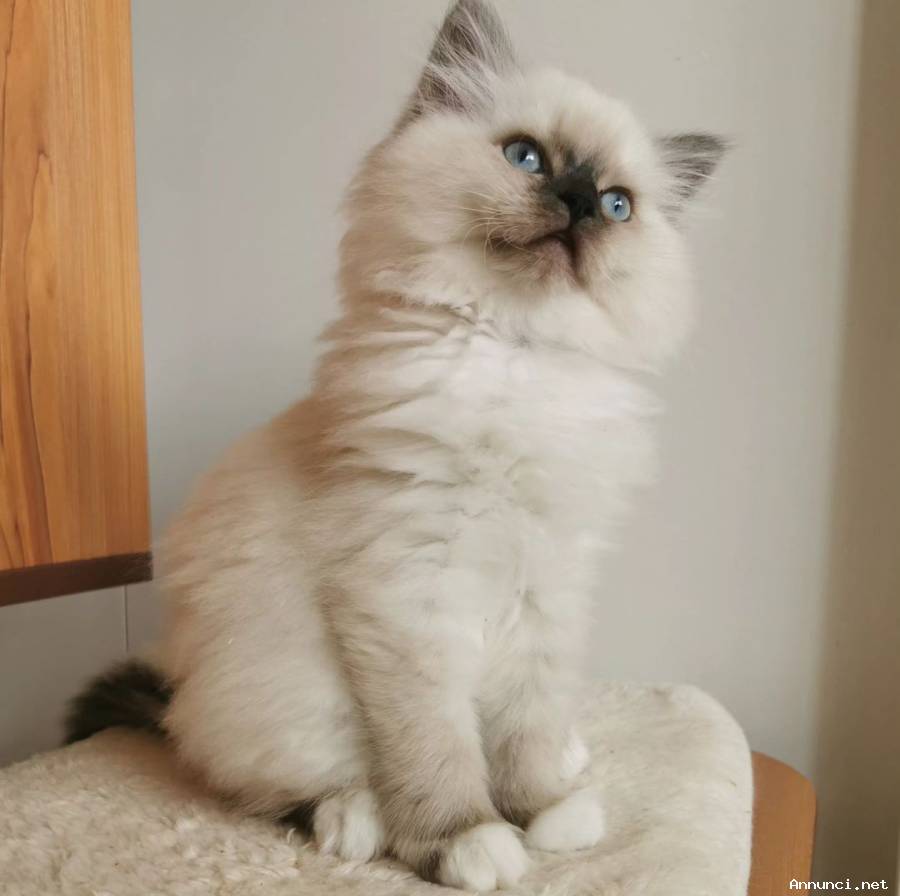 cucciola di ragdoll