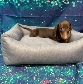 cucciolo di Bassotto cioccolato maschio