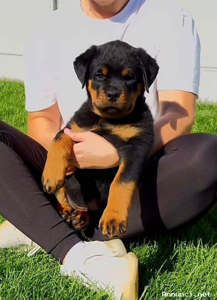 CUCCIOLO DI ROTTWEILER TEDESCO